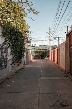 Serene urban alley in Aguascalientes, lined with walls and climbing plants, capturing a typical neighborhood scene.