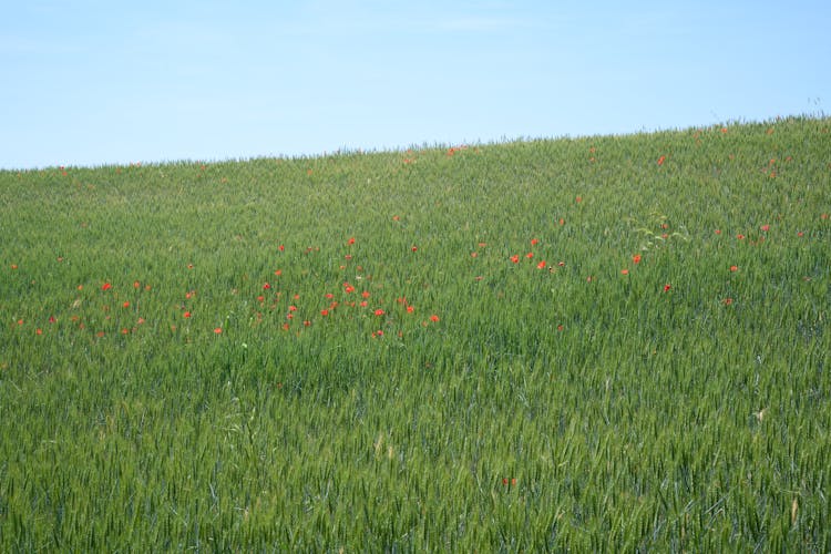 Flowers And Grass On Meadow