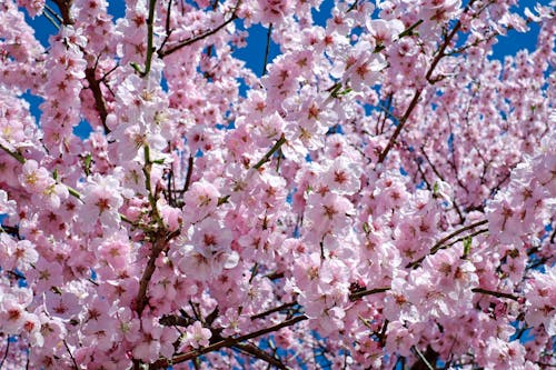 Close-up of Pink Flowers on a Cherry Tree in Spring 