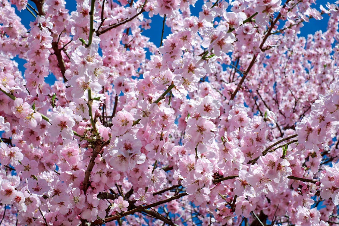 Close-up of Pink Flowers on a Cherry Tree in Spring 