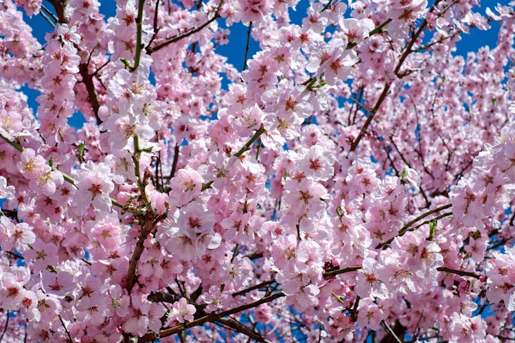 Close-up Of Pink Flowers On A Cherry Tree In Spring 