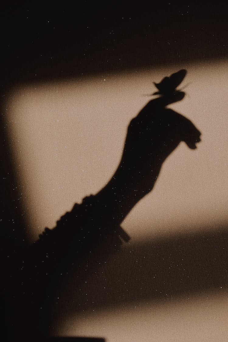 Shadow Of Butterfly Perched On Human Hand