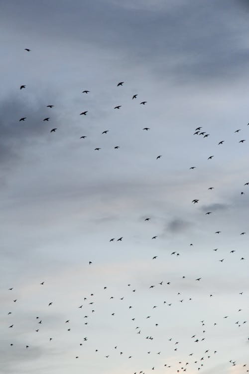 Birds Flying under Clouds