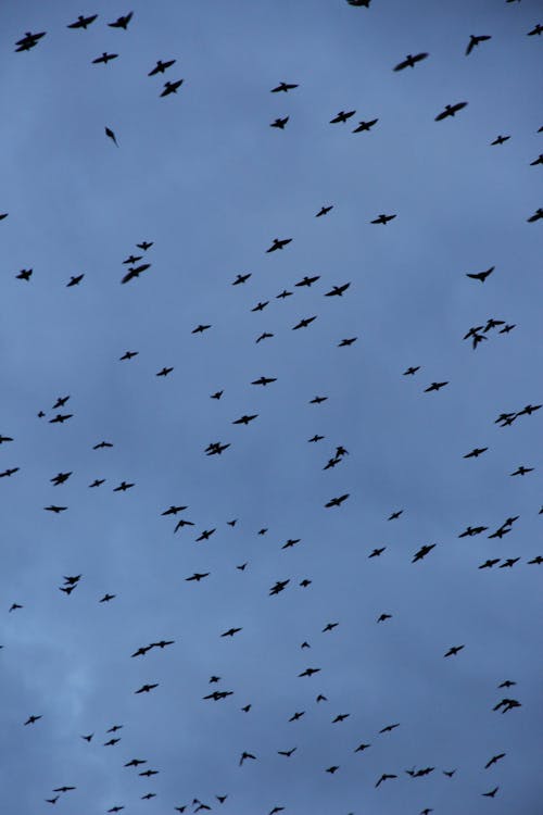 Overcast over Flying Birds