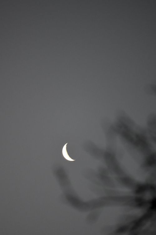 Free A crescent moon shines bright in the night sky with silhouetted shadows of branches in the foreground. Stock Photo