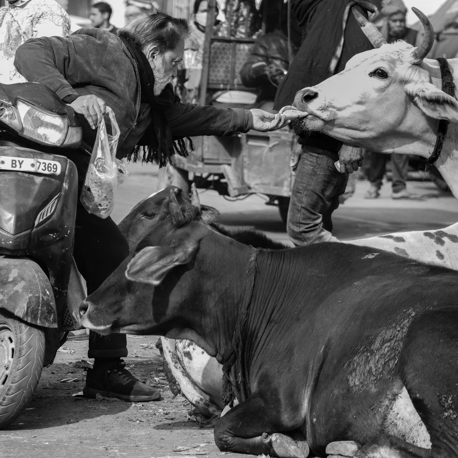 गौसेवा से जुड़े जनसहयोग का प्रतीकात्मक चित्र