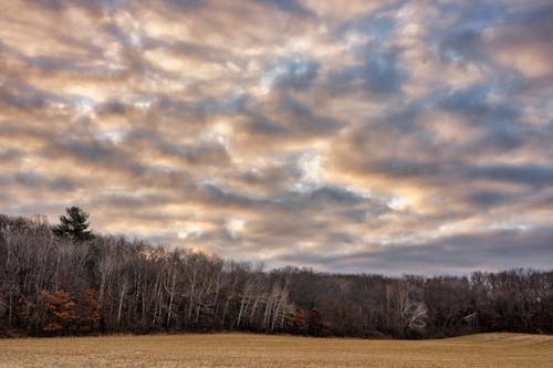 ローアングルショット, 曇り, 木の無料の写真素材