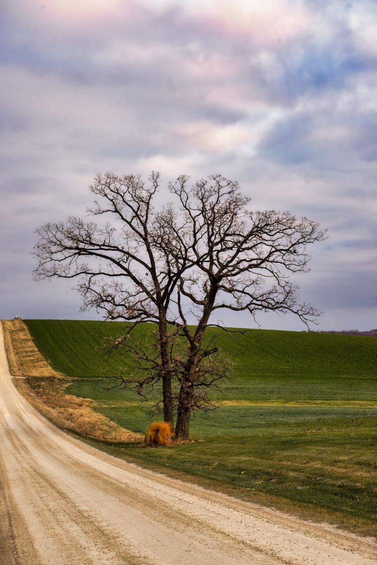 Leafless Tree On A Field By The Road 