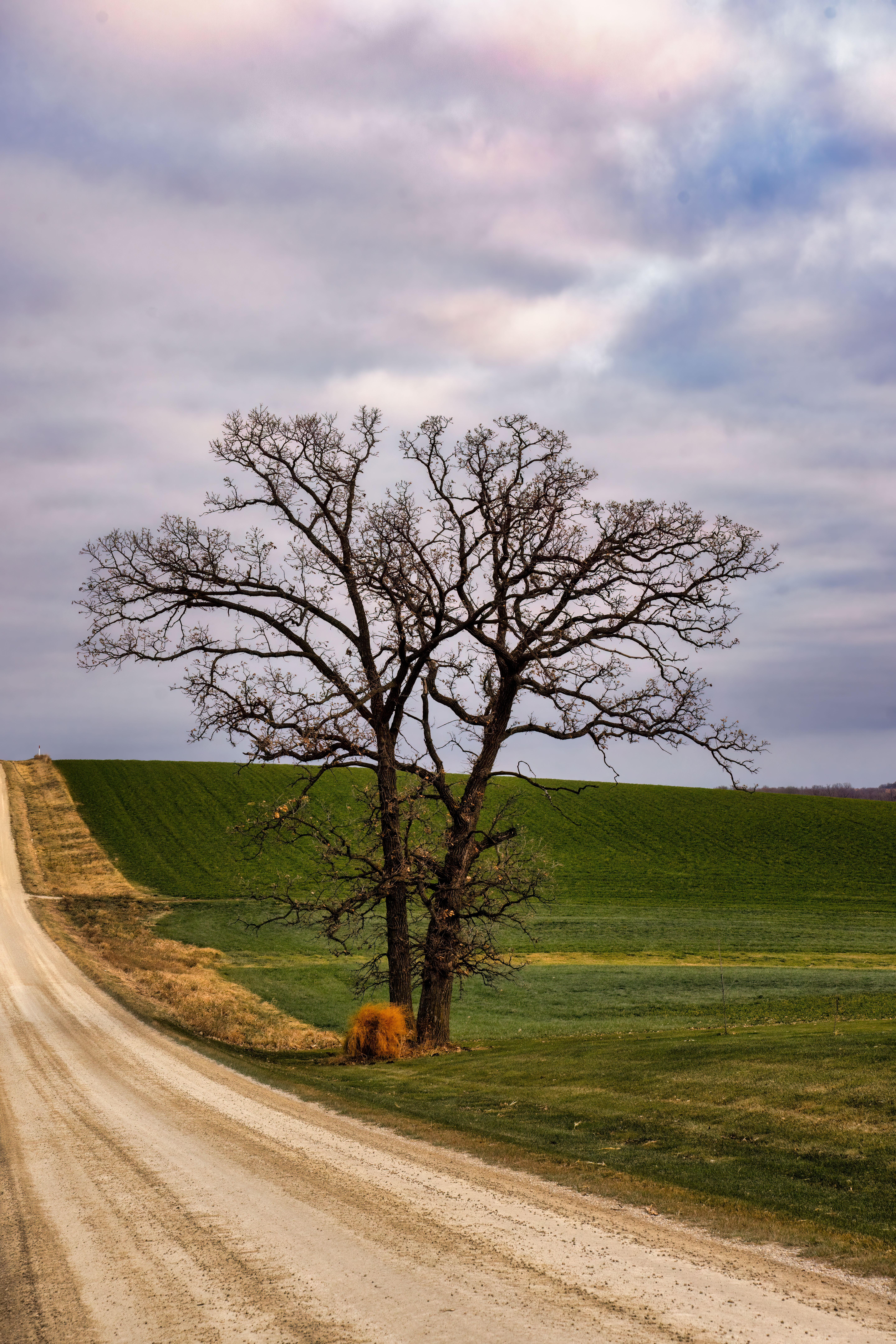 Leafless Tree on a Field by the Road · Free Stock Photo