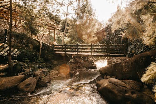 Fotos de stock gratuitas de agua, al aire libre, arboles