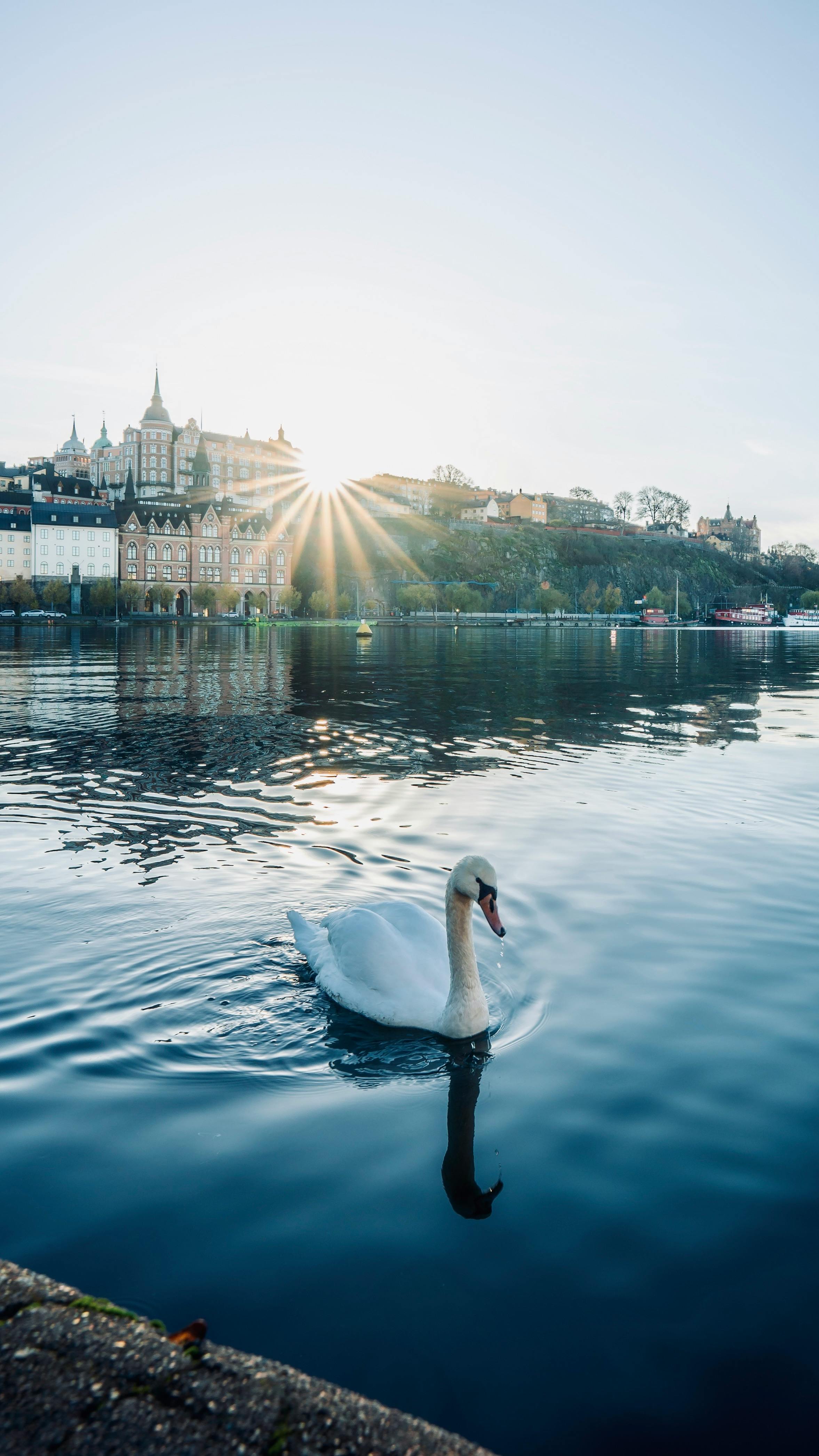 animal removal Los Angeles