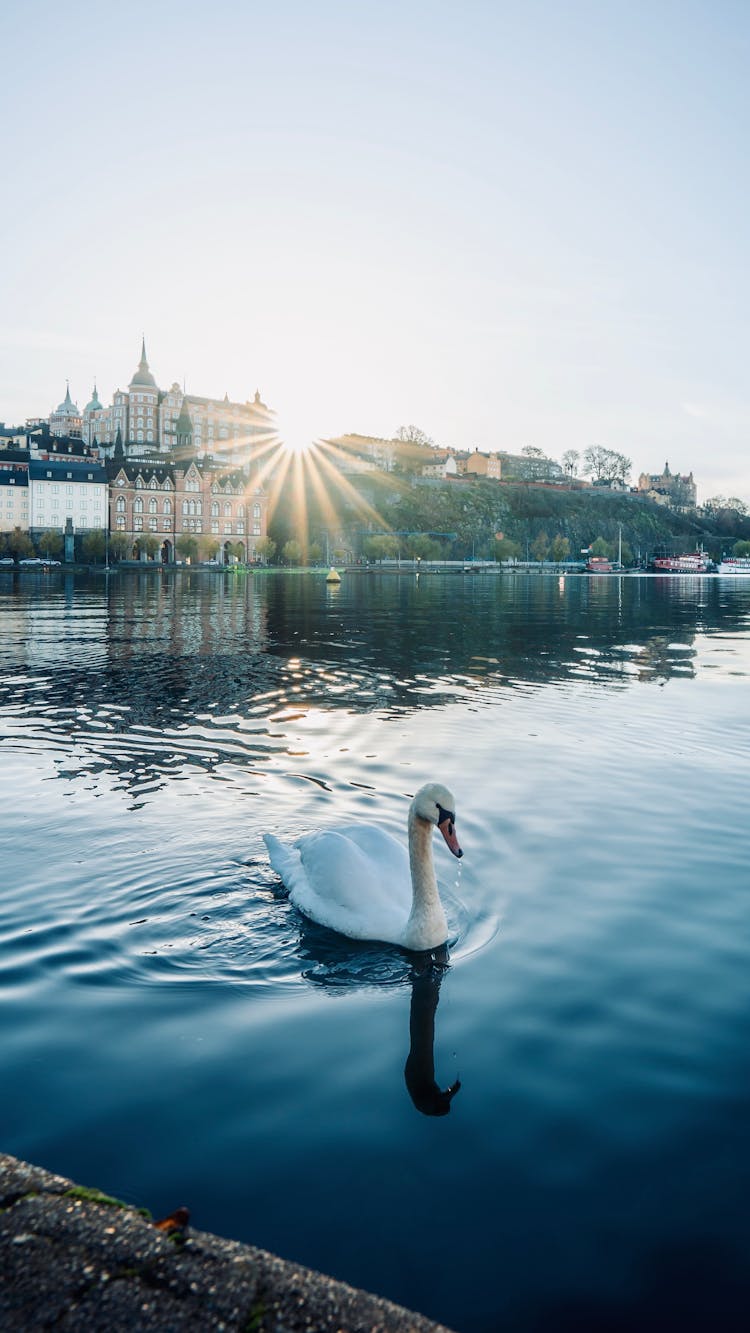 Swan On Pond In Town