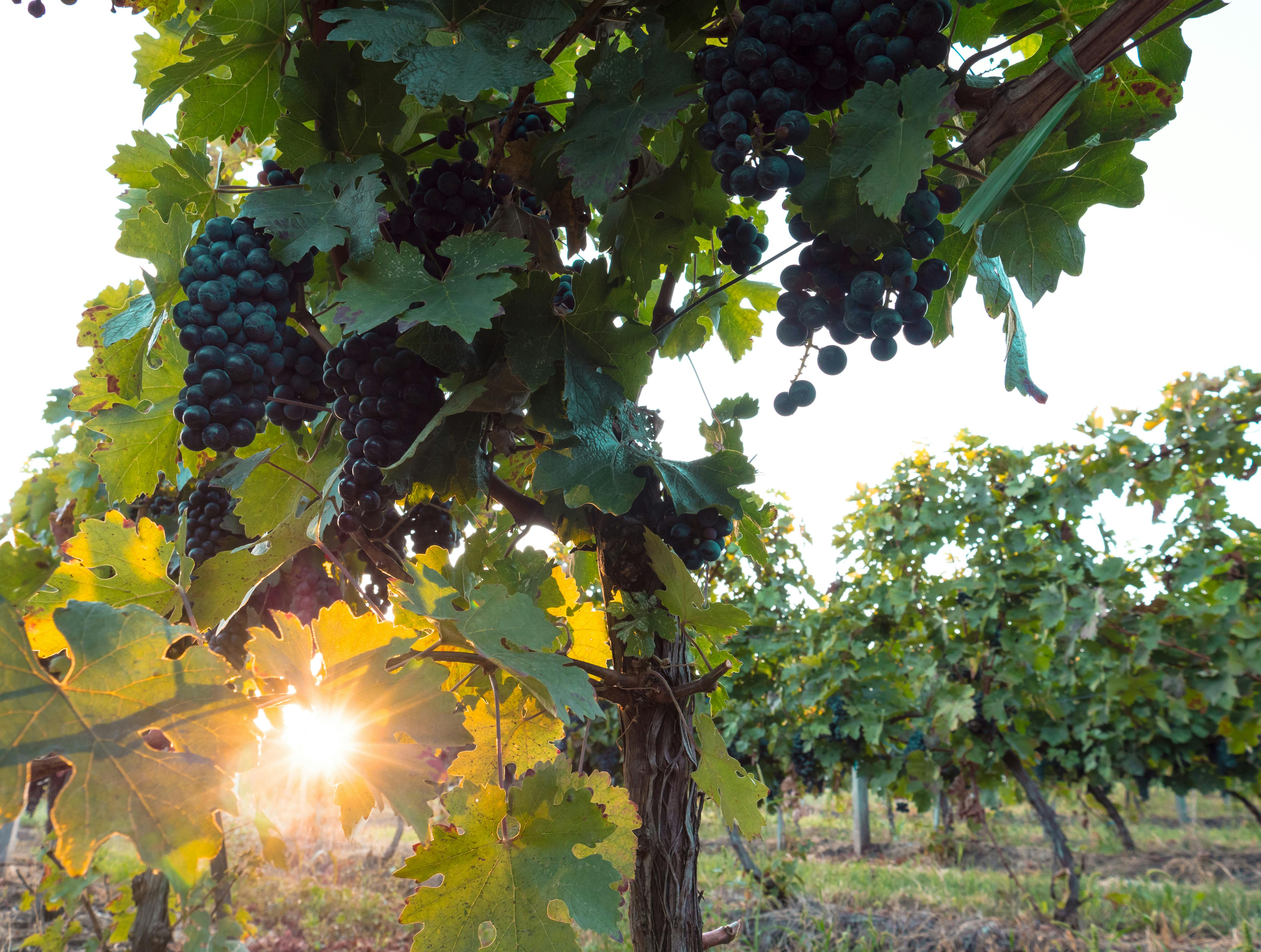 Free stock photo of cabernet franc, golden hour, grapes