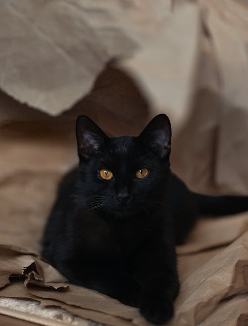 Black Cat Lying Down on Brown Paper Bag 