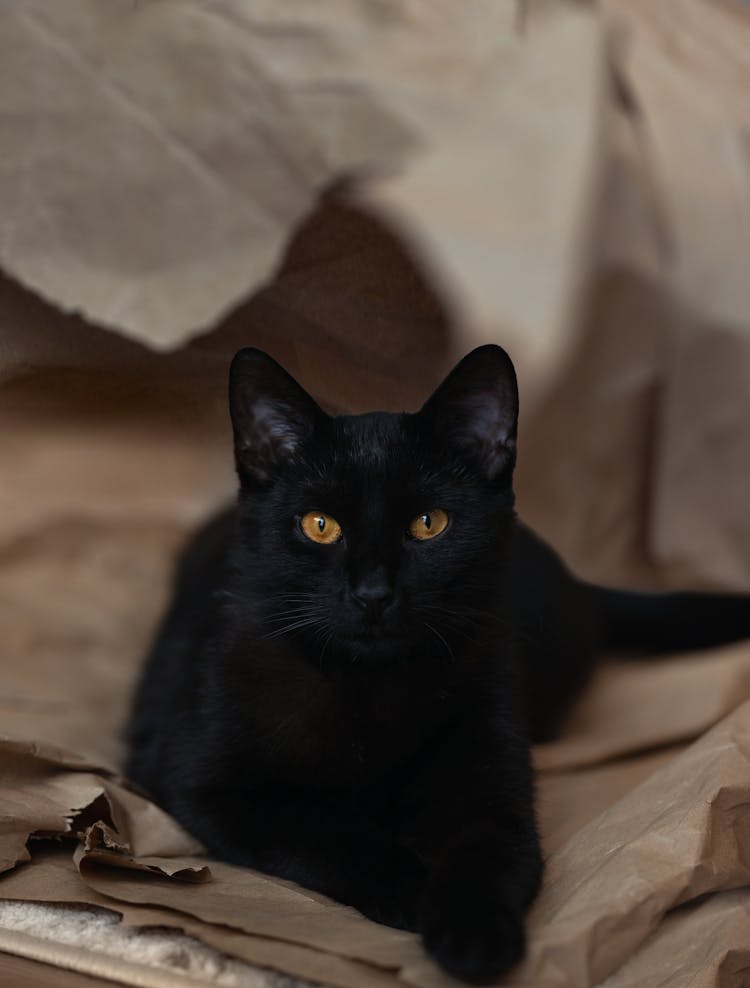 Black Cat Lying Down On Brown Paper Bag 