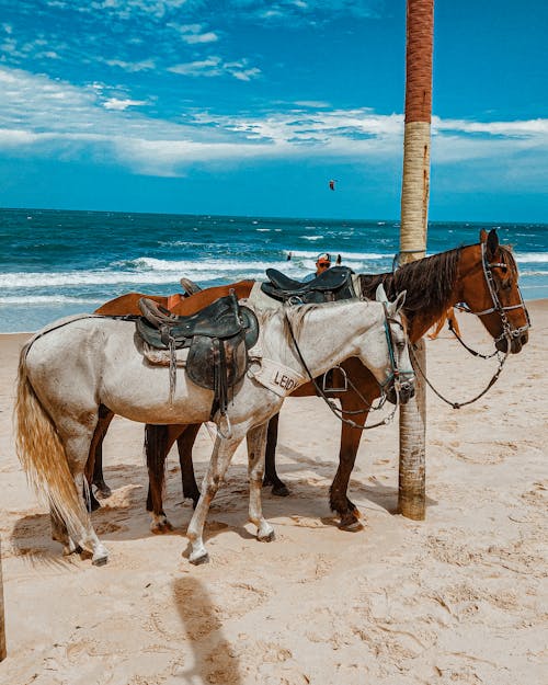 Fotos de stock gratuitas de animales, animales de trabajo, arena