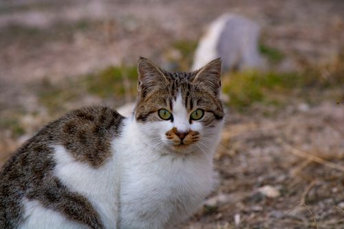 Free A close-up shot of a domestic cat with striking green eyes in an outdoor setting. Stock Photo