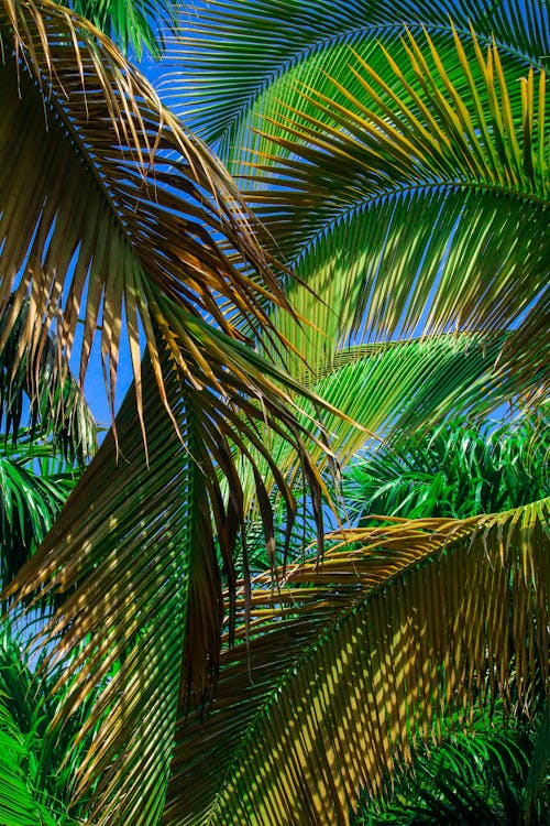 Leaves on Palms in Sunlight