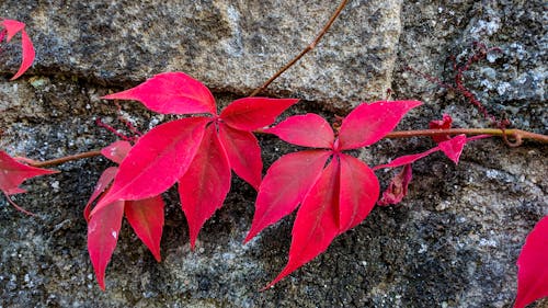 Foto d'estoc gratuïta de fulles vermelles, mur de pedra