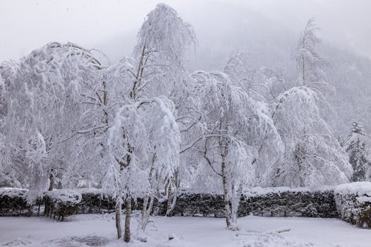 Breathtaking view of snow-laden trees creating a serene winter wonderland.