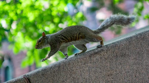 シマリス, リスの無料の写真素材