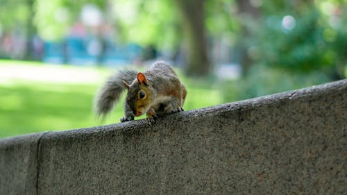 シマリス, リスの無料の写真素材