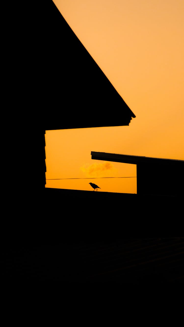 Bird Silhouette On Roof At Sunset