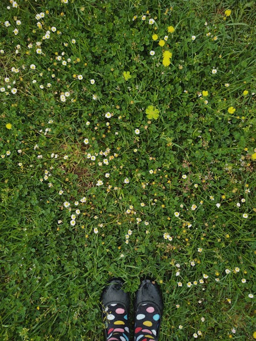 Overhead Shot of a Person's Feet near Wildflowers