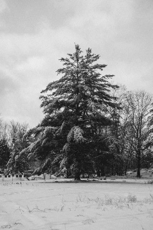 Darmowe zdjęcie z galerii z czarny i biały, drzewa, fotografia przyrodnicza