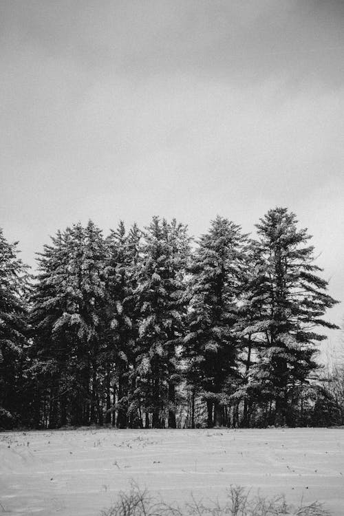 Grayscale Photo of Trees under the Sky