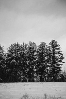 Black and white image of snow-covered trees in a serene winter landscape.