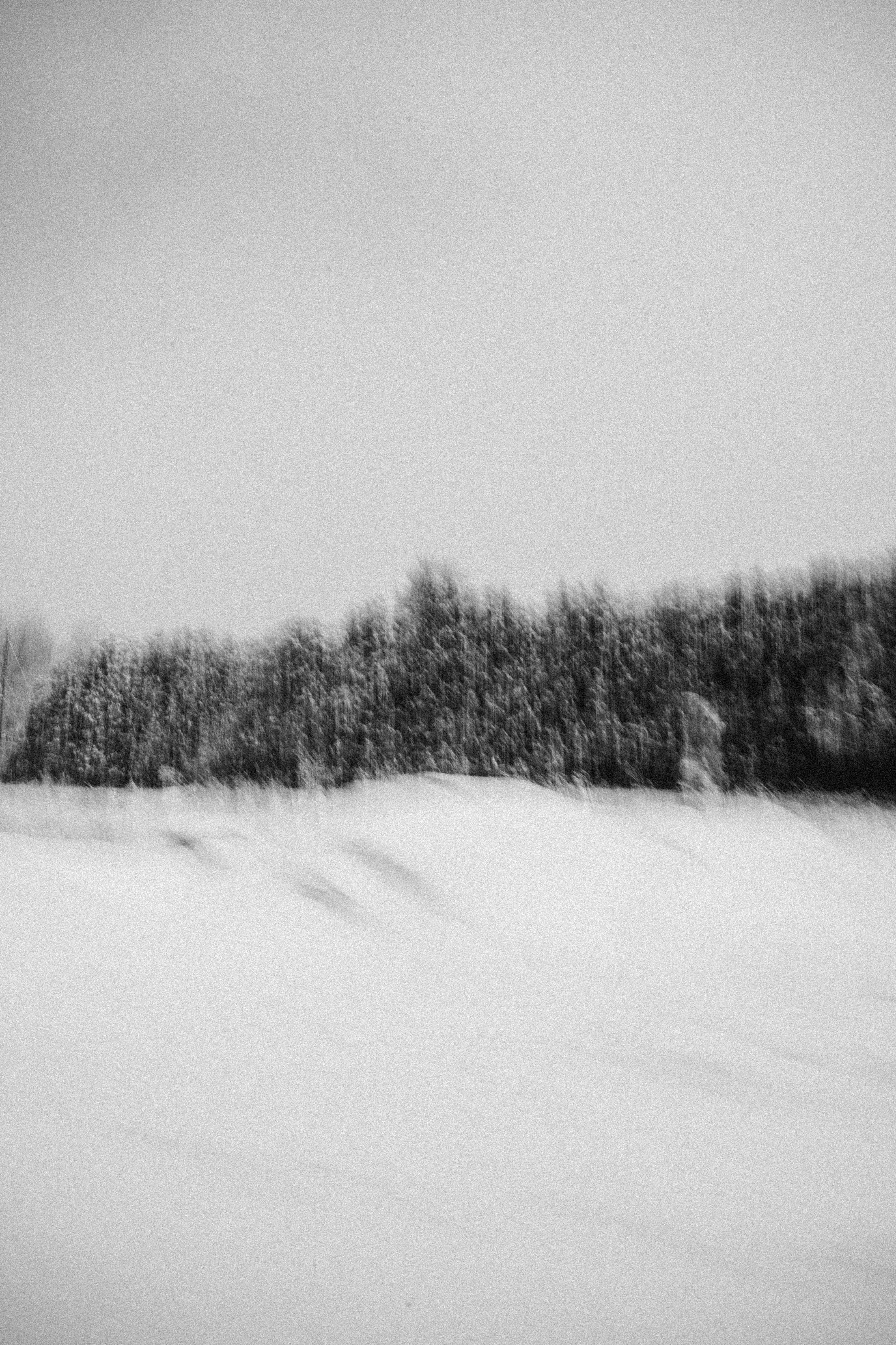 A serene and blurred black and white photograph of a winter forest landscape.