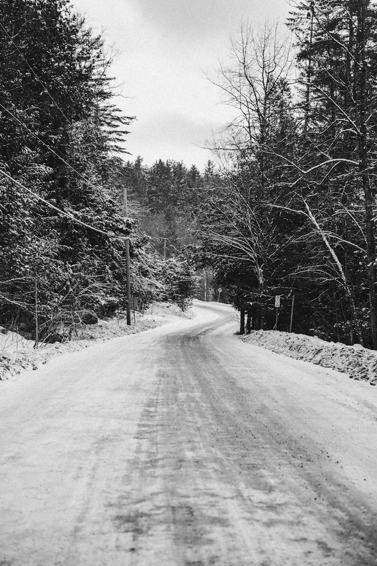 Snowed Road In The Forest