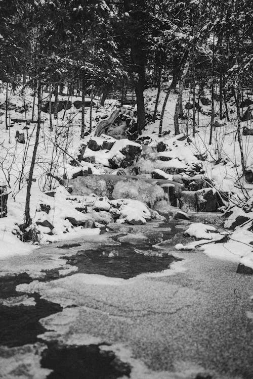 Darmowe zdjęcie z galerii z krajobraz, las, lód