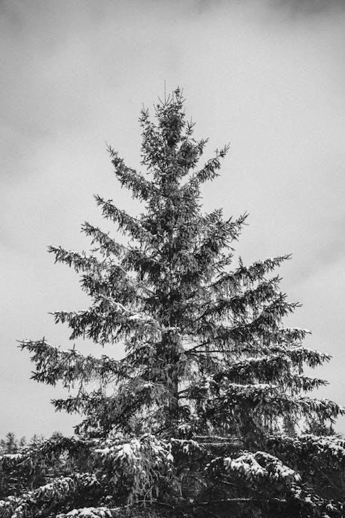 Ingyenes stockfotó egyszínű, fa, fekete-fehér témában