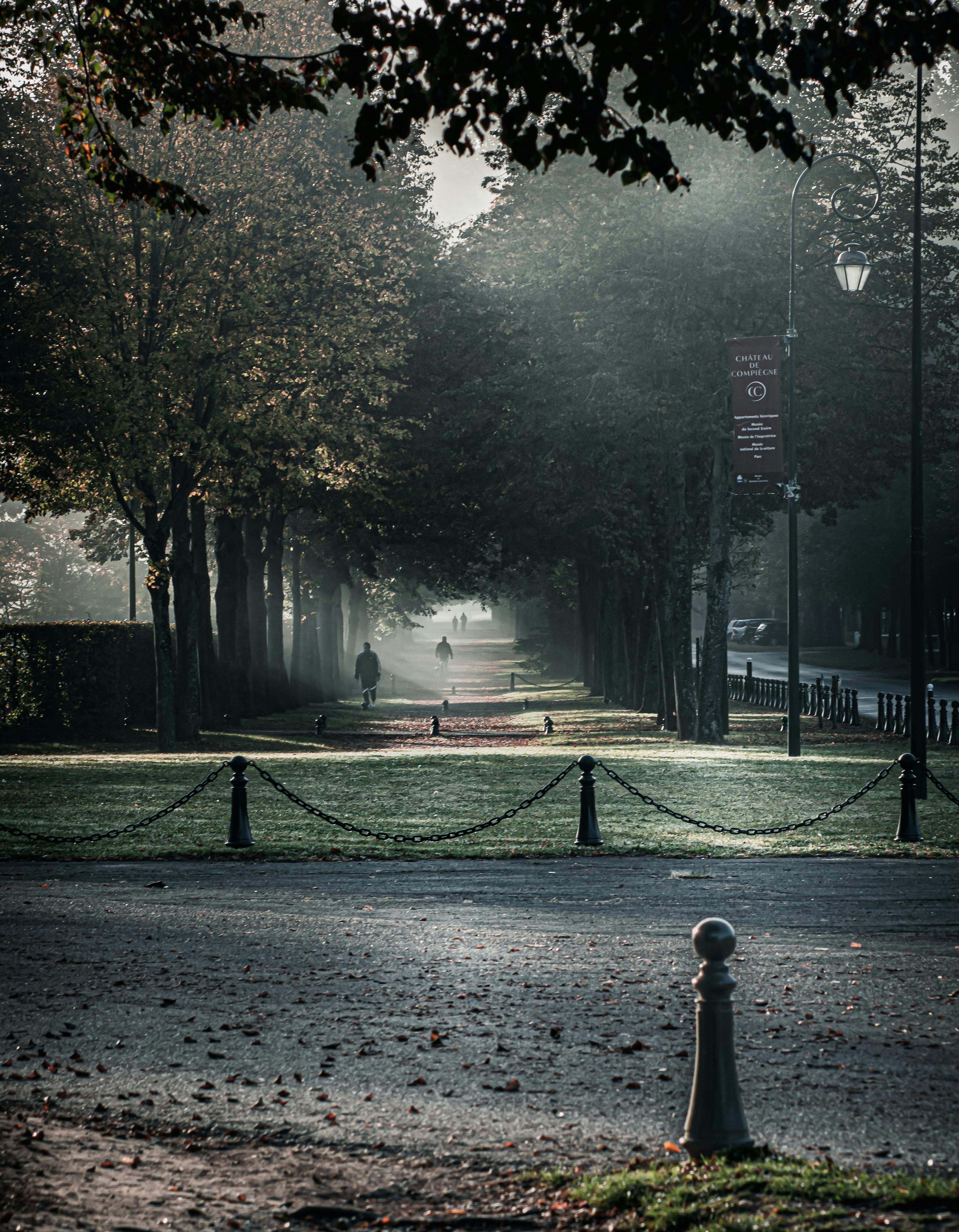 Discover tranquility in a misty park with a tree-lined path, captured at dawn.