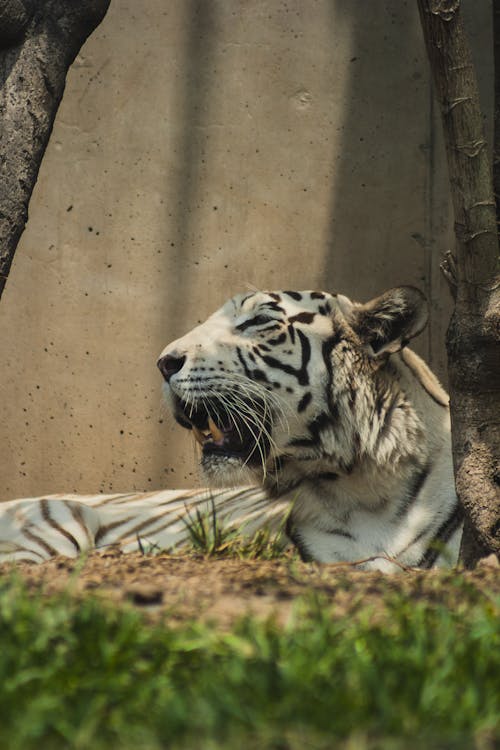Tiger Lying Down near Wall