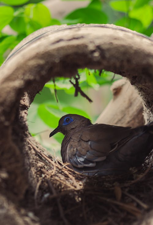 Gratis stockfoto met detailopname, dierenfotografie, duif