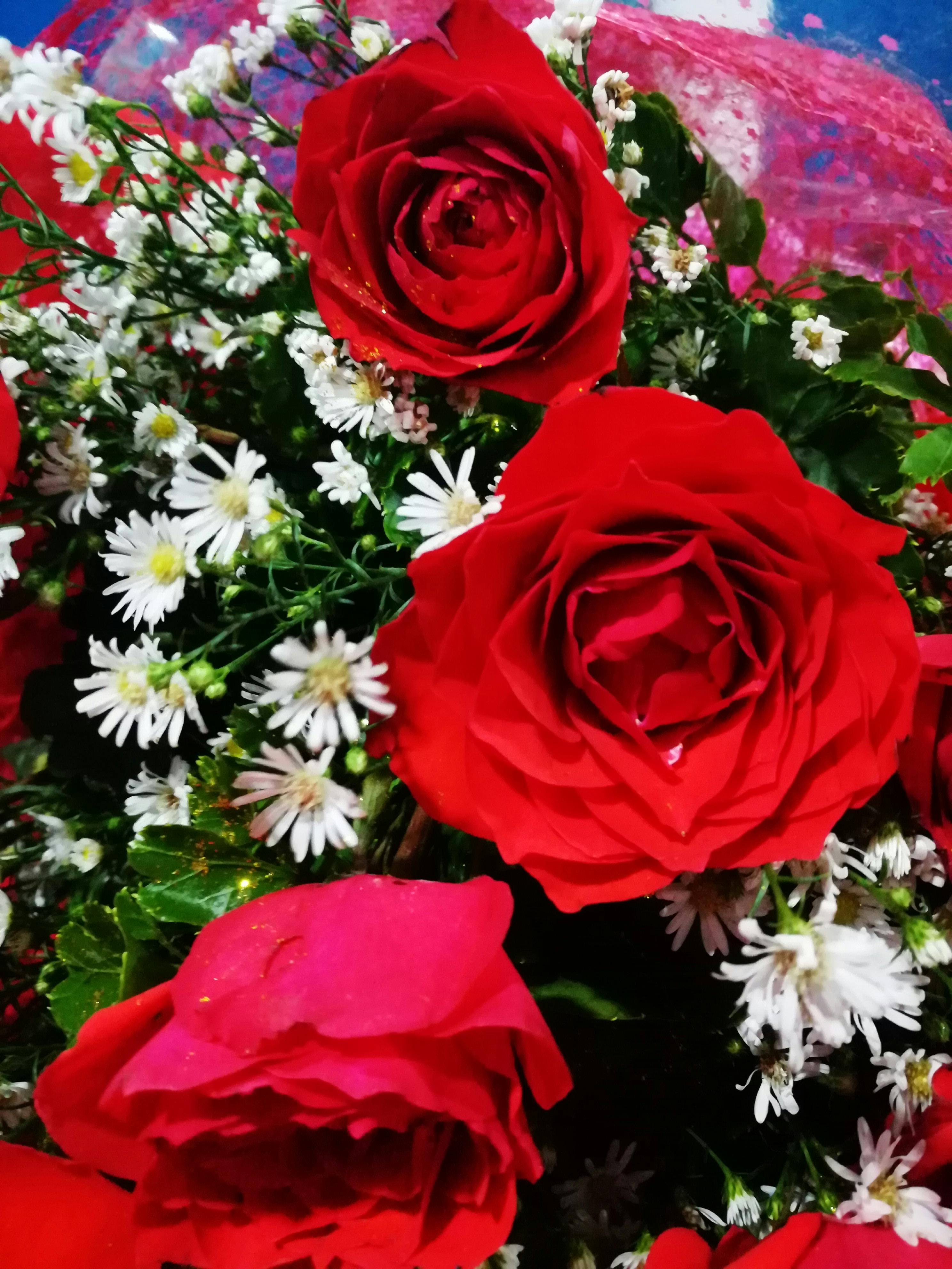 12+ Bunga Mawar Merah Tumblr - Gambar Bunga Indah