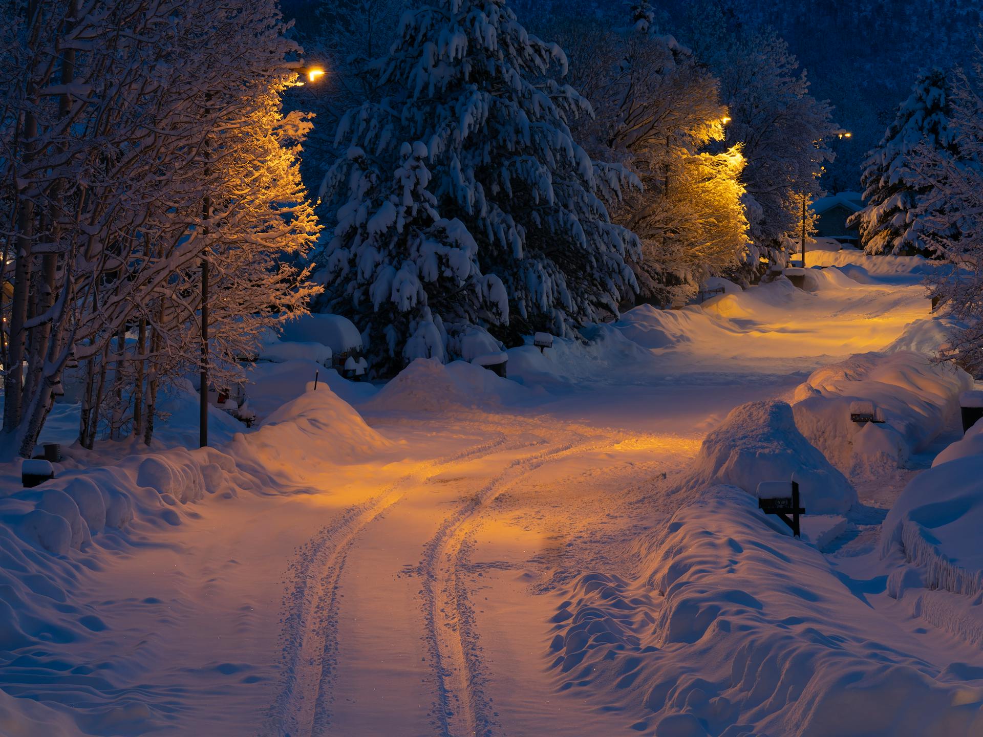 Trail and Trees Covered in Snow at Night