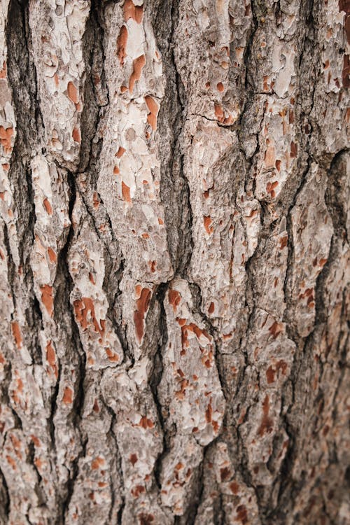 Ücretsiz ağaç, ağaç kabuğu, ahşap içeren Ücretsiz stok fotoğraf Stok Fotoğraflar