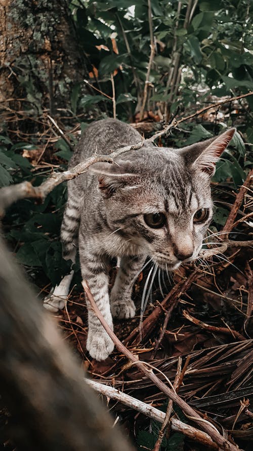 Kostenloses Stock Foto zu 4k wallpaper, arktische natur, hauskatzen