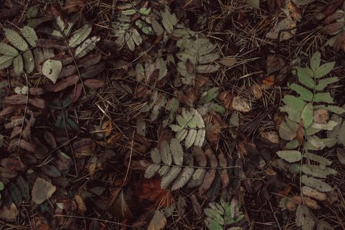 Free Detailed view of autumn leaves and ferns scattered on a forest floor, showcasing natural textures. Stock Photo