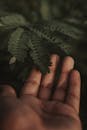 在自然光下，特写镜头伸向绿蕨叶子