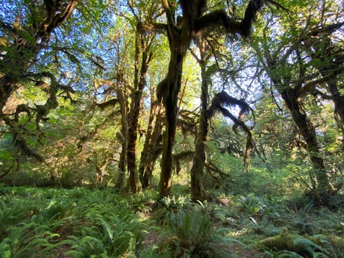 Ingyenes stockfotó erdő, eső, esőerdő témában