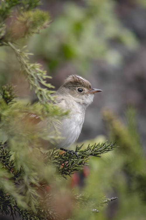 Close-Up Shot of a Bird 