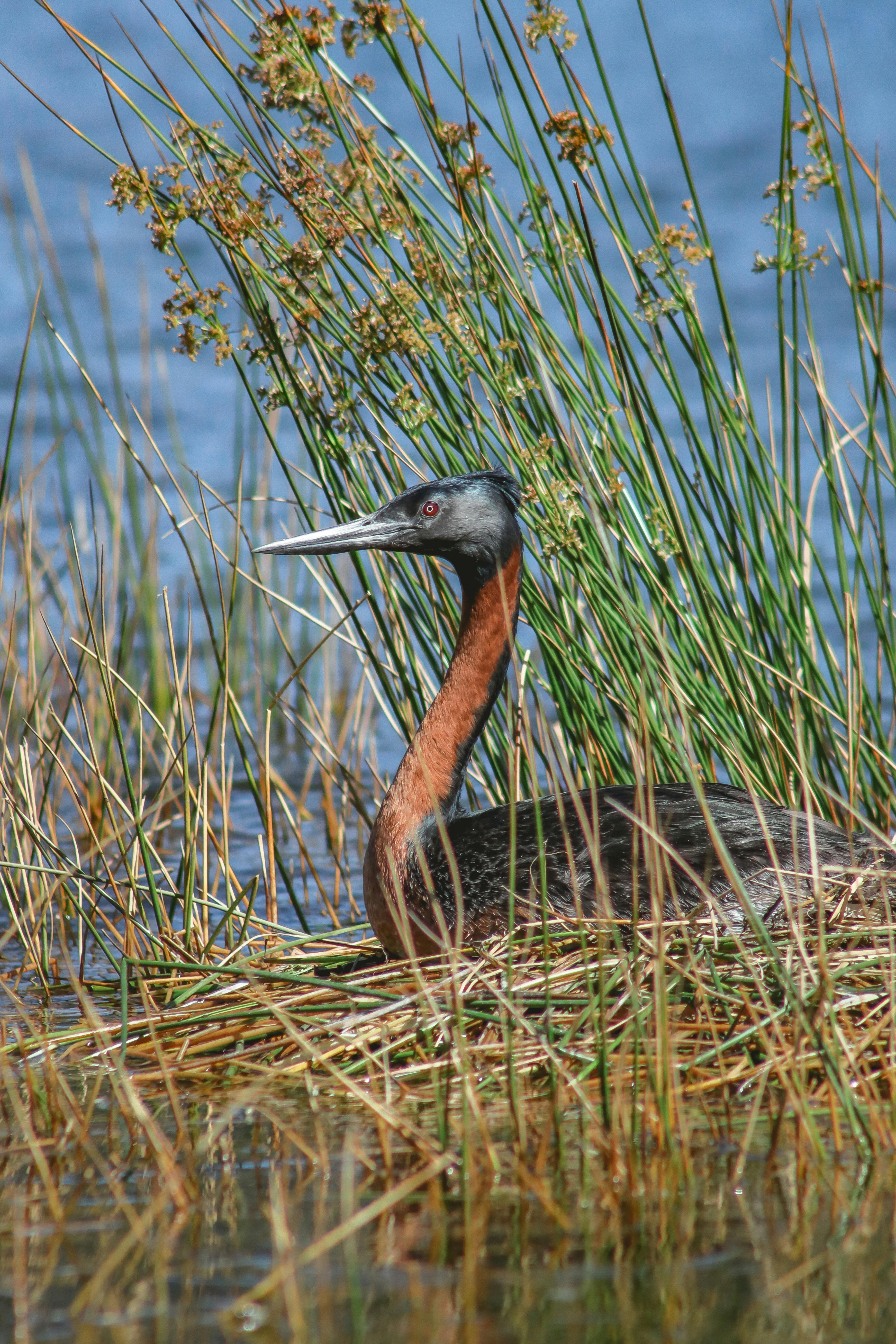A Great Grebe rests among reeds in Araucania, Chile's natural wildlife habitat.