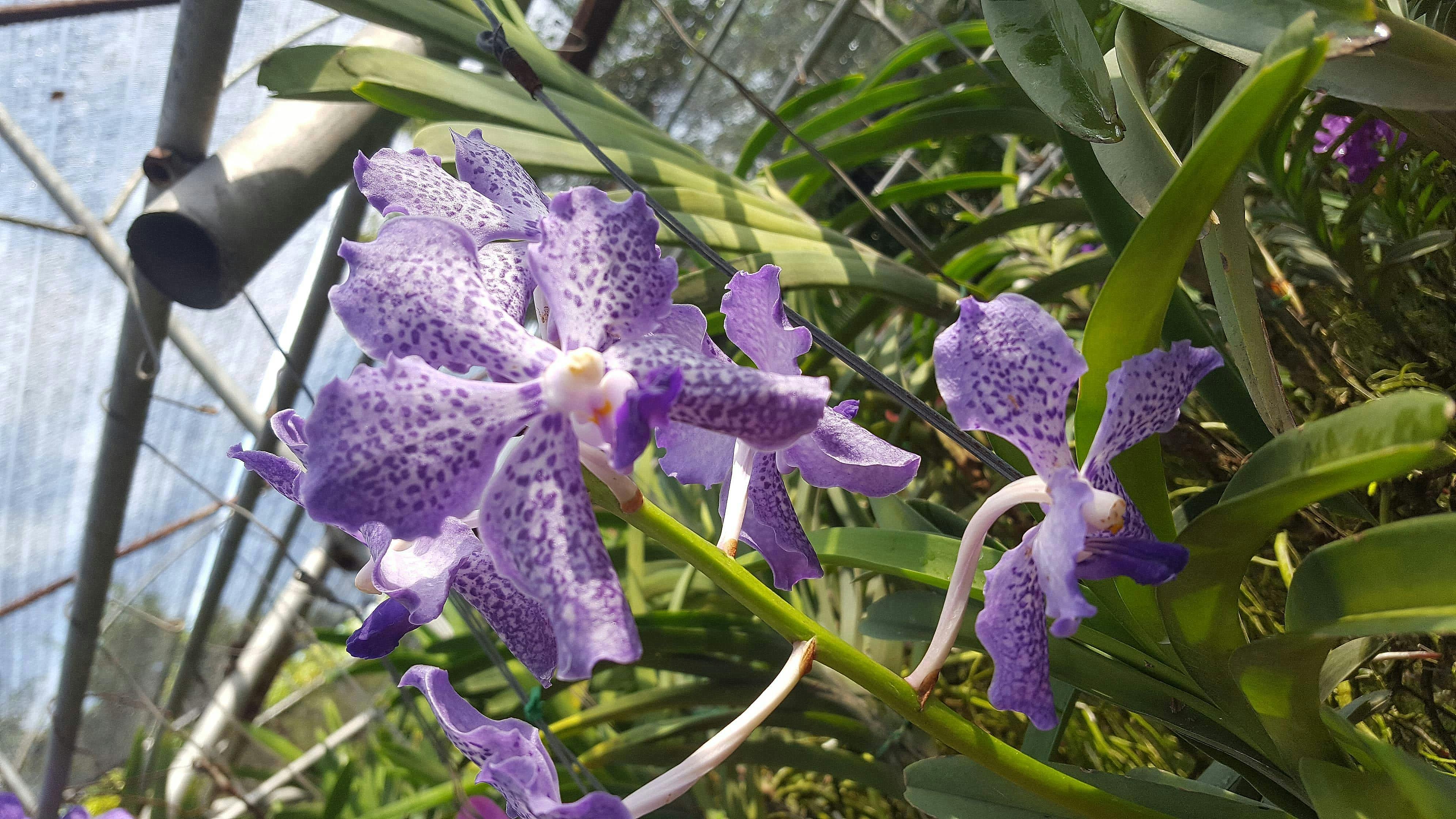 Free stock photo of farm, flower, fresh flowers