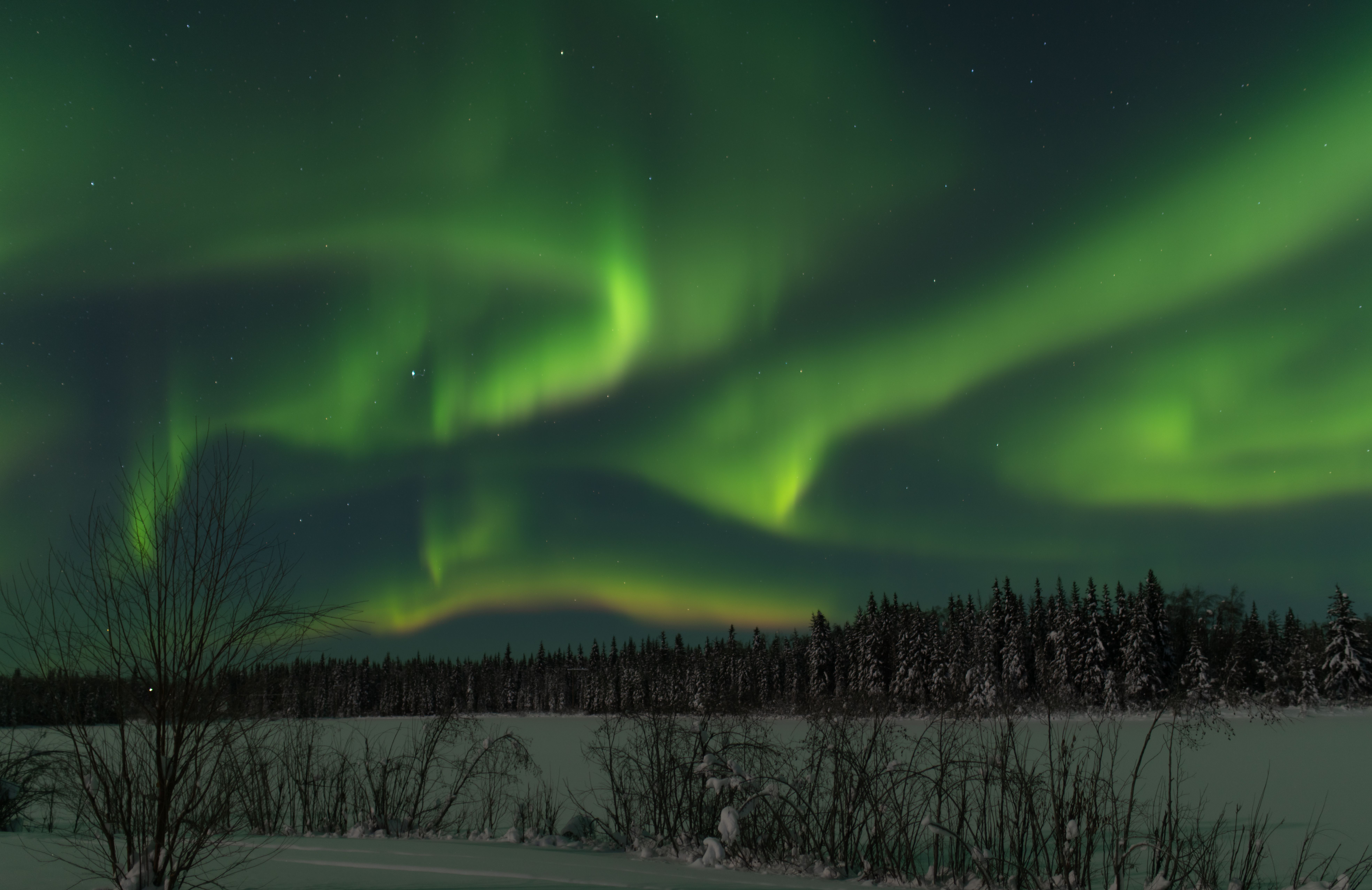 Capture the mesmerizing northern lights dancing above a snowy Alaskan forest.