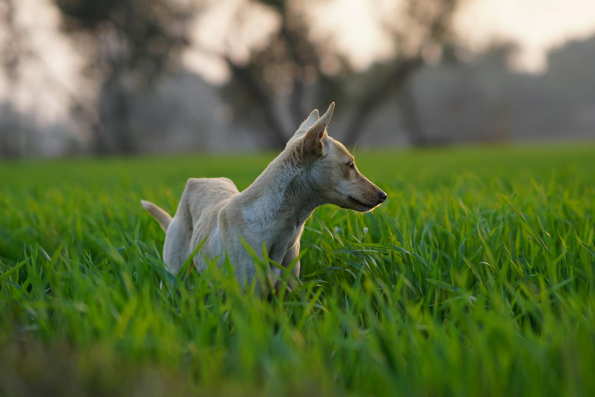 Un chiot dans l'herbe